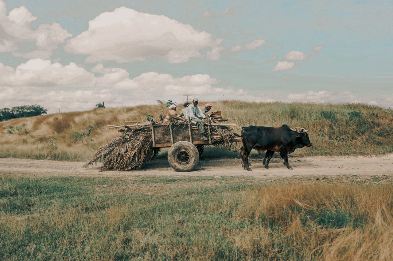 An ox pulls a cart with farmers along a rural path under a bright sky.