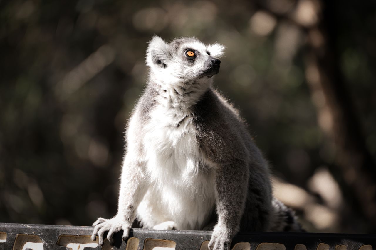 Captivating shot of a ring-tailed lemur gazing upwards, bathed in sunlight.